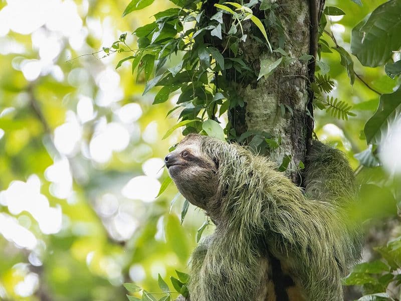 costa rica animals - Birds: A Birdwatcher's Paradise