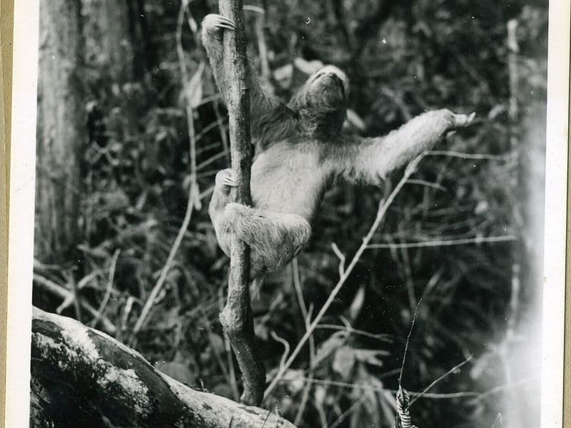 costa rica animals - Marine Animals and Sea Life