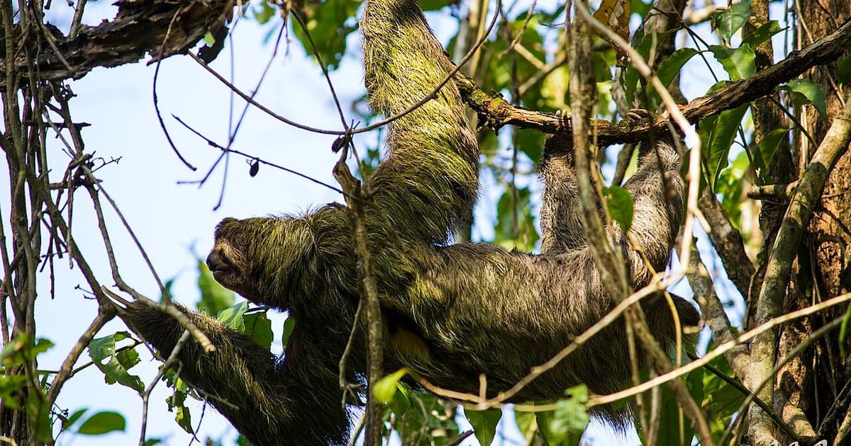 Costa Rica Animals: A Complete Guide to Wildlife You Can See
