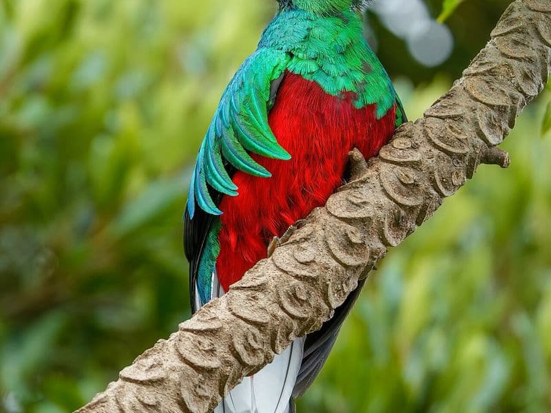 costa rica birds - Cloud Forest Birds: Quetzals and Beyond