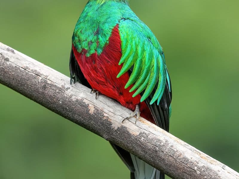 costa rica birds - Pacific Coast and Wetland Birds