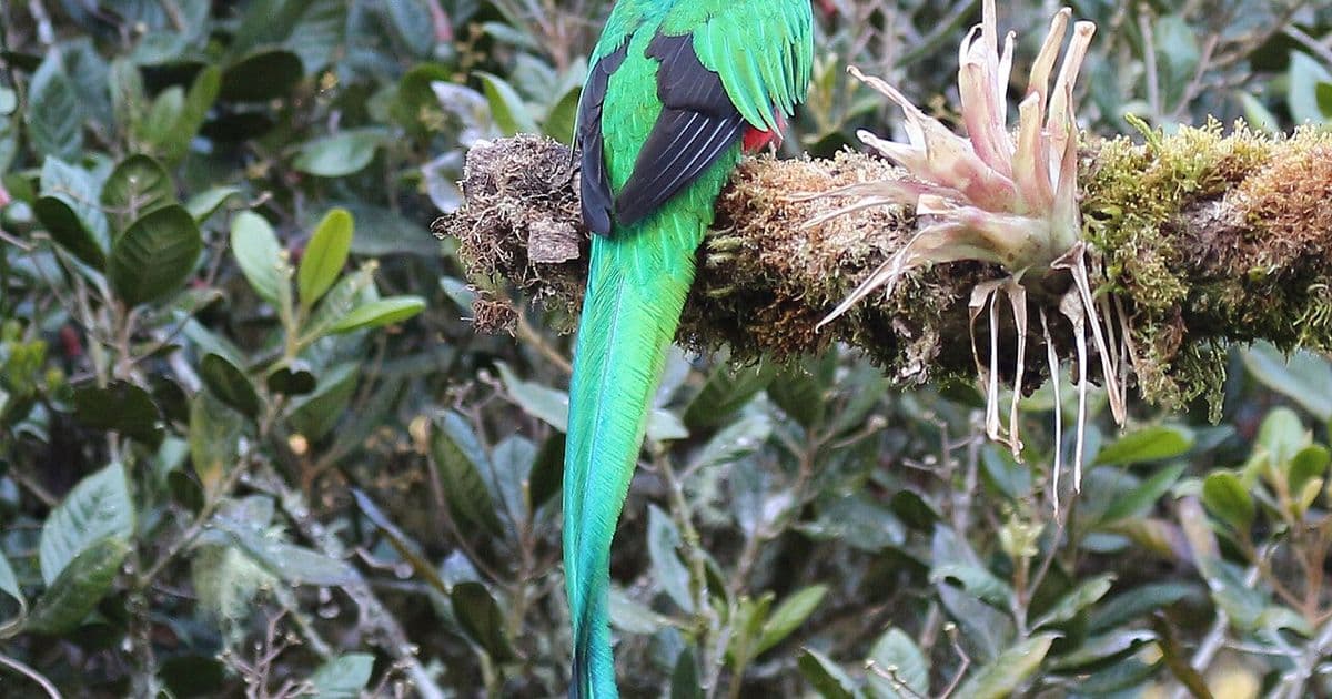 Costa Rica Birds: A Complete Guide to 900+ Species and Where to Find Them
