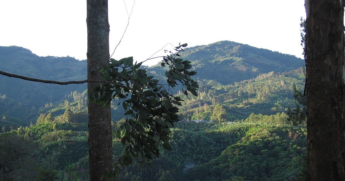 Costa Rica Coffee: A Complete Guide to One of the World's Finest Coffees