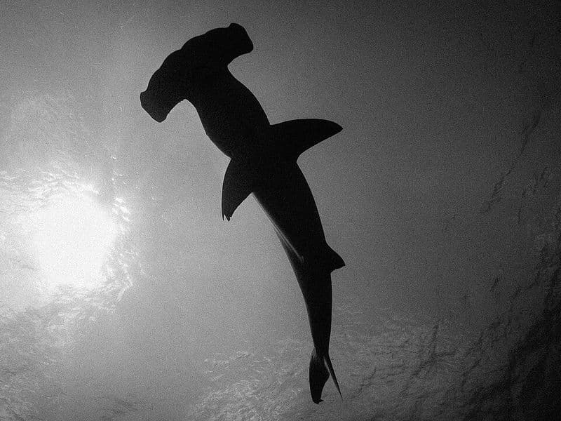 costa rica diving - Caribbean Coast Diving