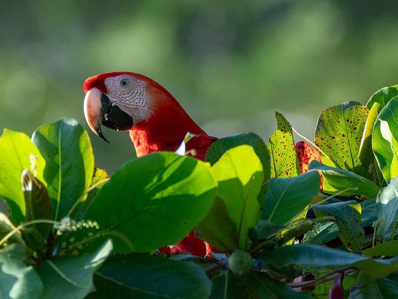 costa rica in april - Festivals and Events in April