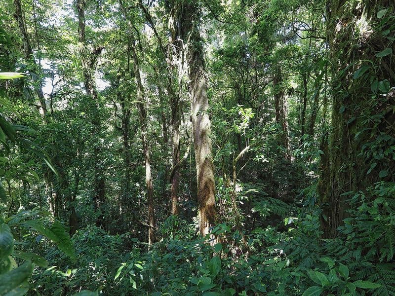 costa rica jungle - Jungle Wildlife: Animals to Look For