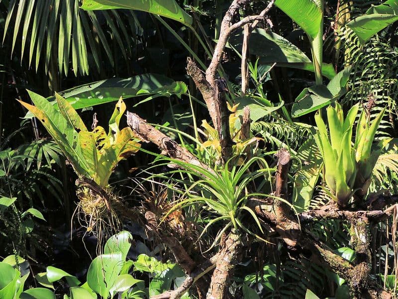 costa rica jungle - Best Jungle Regions and Destinations