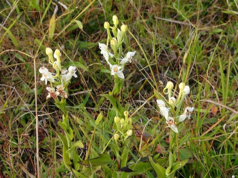 costa rica jungle resort - Top Jungle Resorts in the Arenal and La Fortuna Area