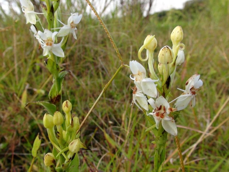 costa rica jungle resort - Caribbean Coast Jungle Resorts