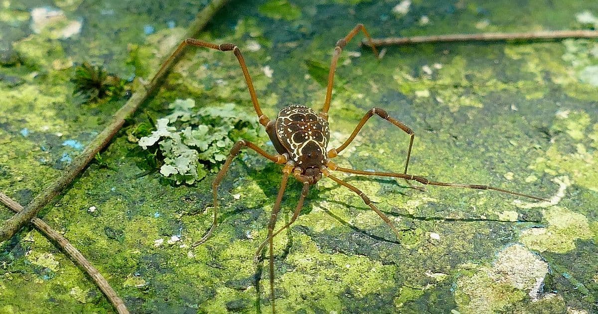 Costa Rica Jungle Resorts: Top Eco-Lodges and Jungle Hideaways