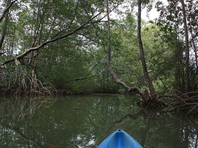 costa rica kayaking - Mangrove Kayaking: Ecosystems and Wildlife