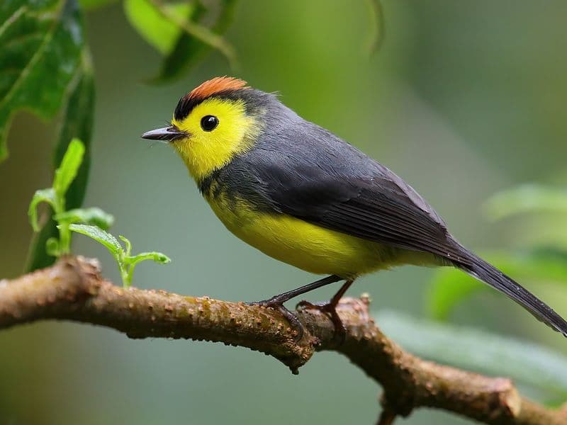 costa rica official language - Characteristics of Costa Rican Spanish