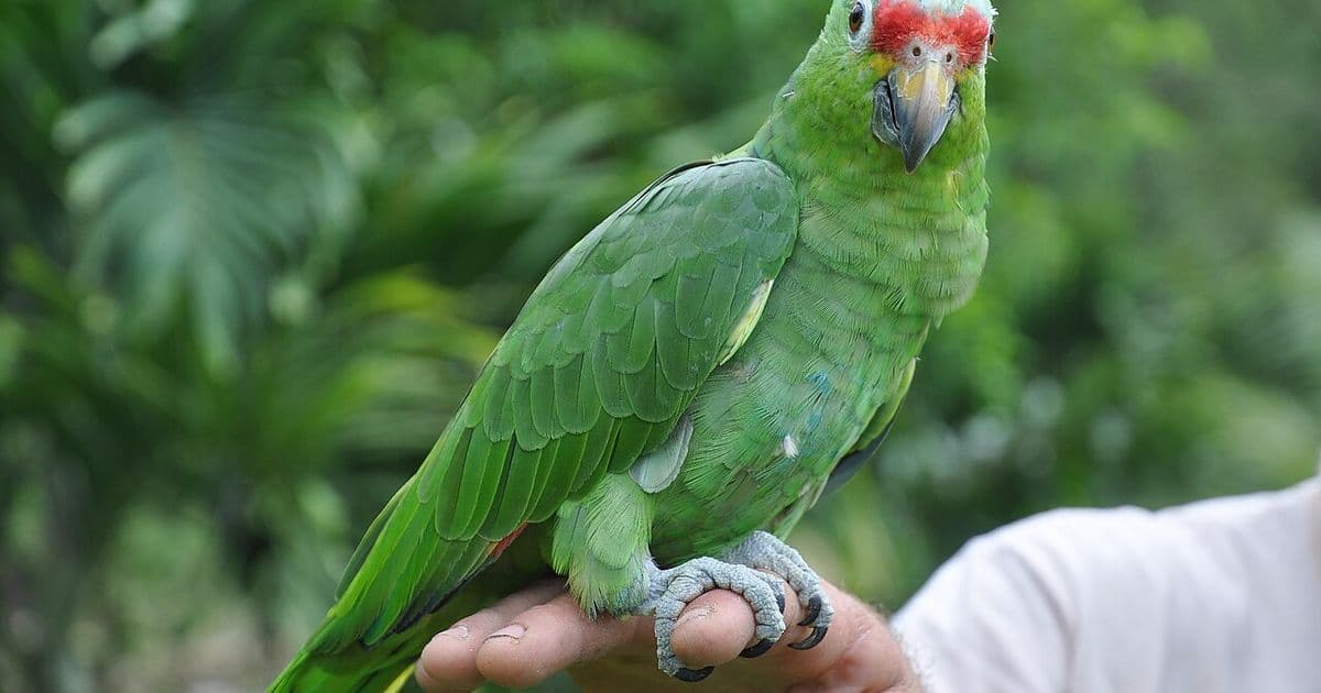 Costa Rica People: Who Are the Ticos and What Makes Them Unique