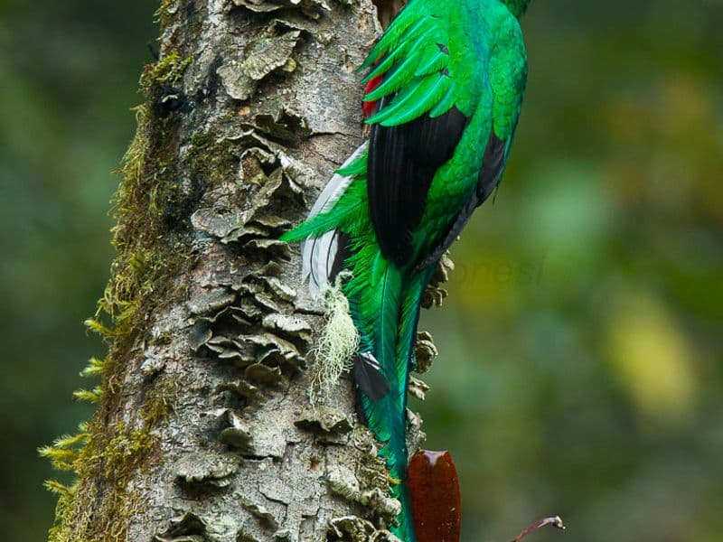 costa rica quetzal bird - Where Quetzals Live in Costa Rica