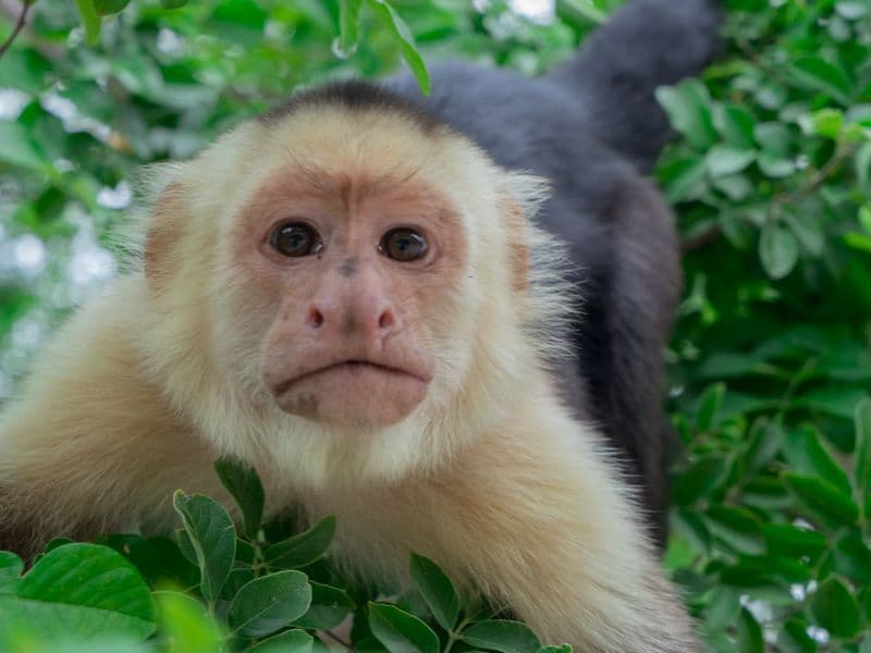 costa rica resorts all inclusive - Guanacaste All Inclusive Resorts: The Pacific Playground