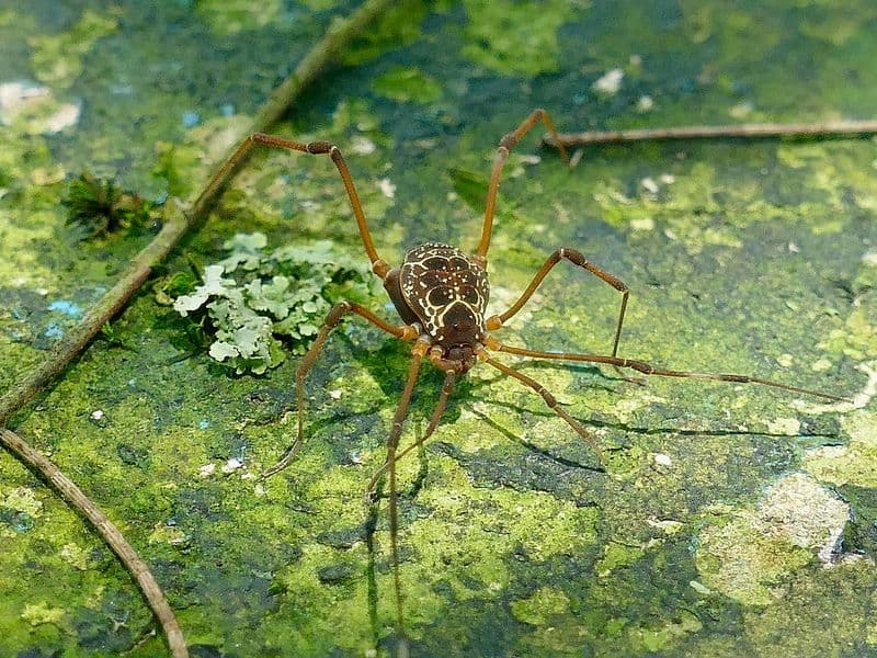 costa rica resorts - Arenal Volcano Region Resorts