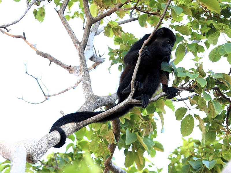 costa rica resorts for families - Best Beach Resorts for Families in Guanacaste