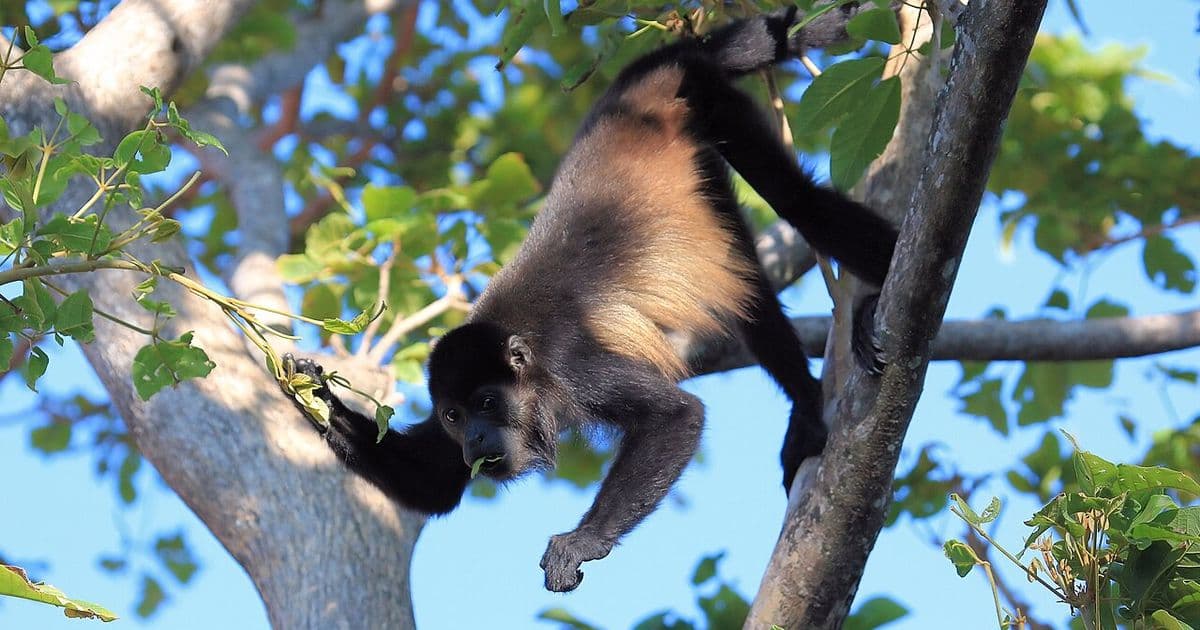 Costa Rica Resorts for Families: Finding the Perfect Family-Friendly Property