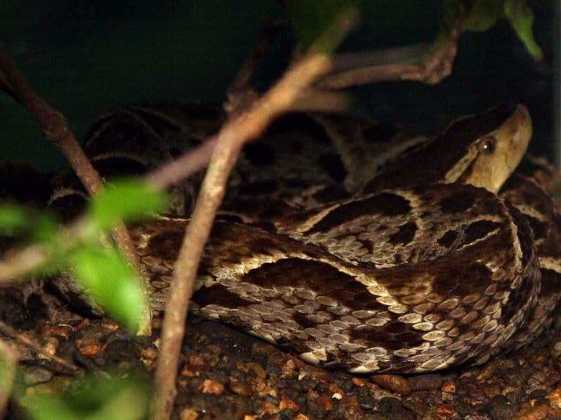 costa rica snakes - Venomous Snakes: The Most Dangerous Species