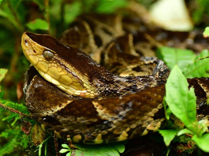 costa rica snakes - Snake Safety Tips for Hikers and Travelers