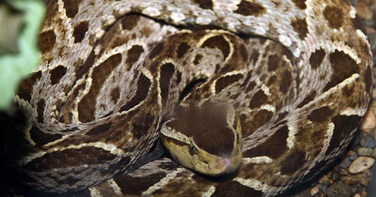 Costa Rica Snakes: Species Guide, Venomous Risks, and Safety Tips
