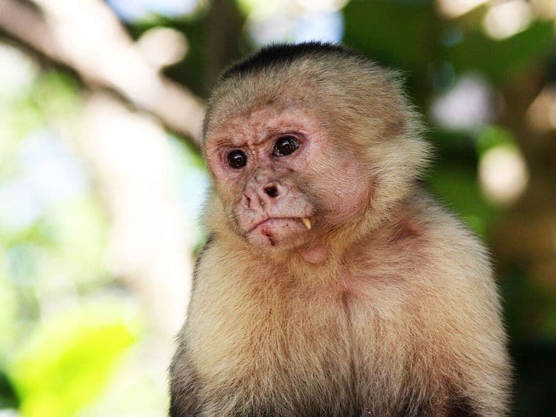 costa rica things to do - Adventure Activities and Adrenaline Sports