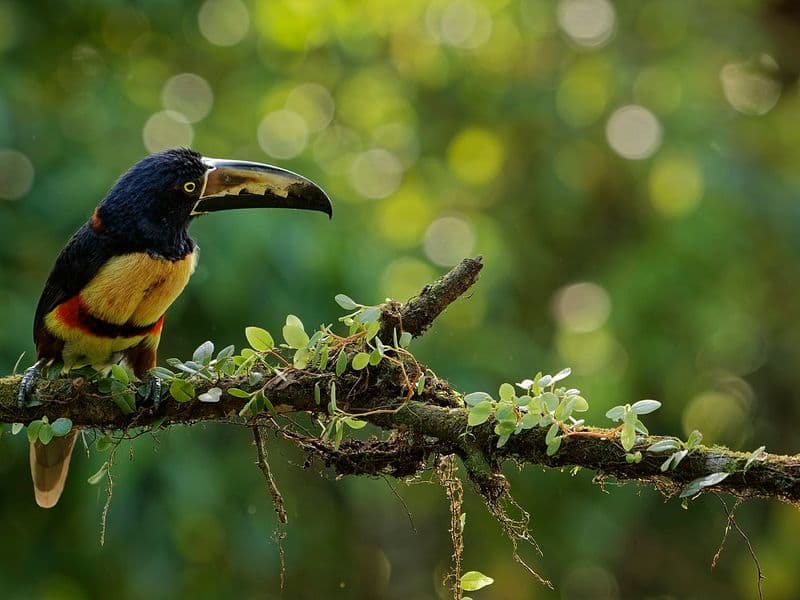 costa rica villas - Staffed Villas and Full-Service Options