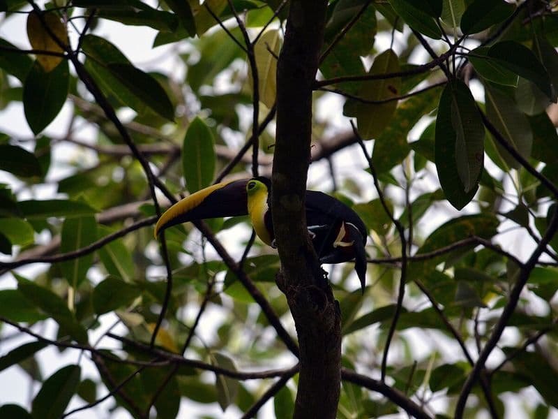 dominical costa rica - Waterfalls and Jungle Near Dominical