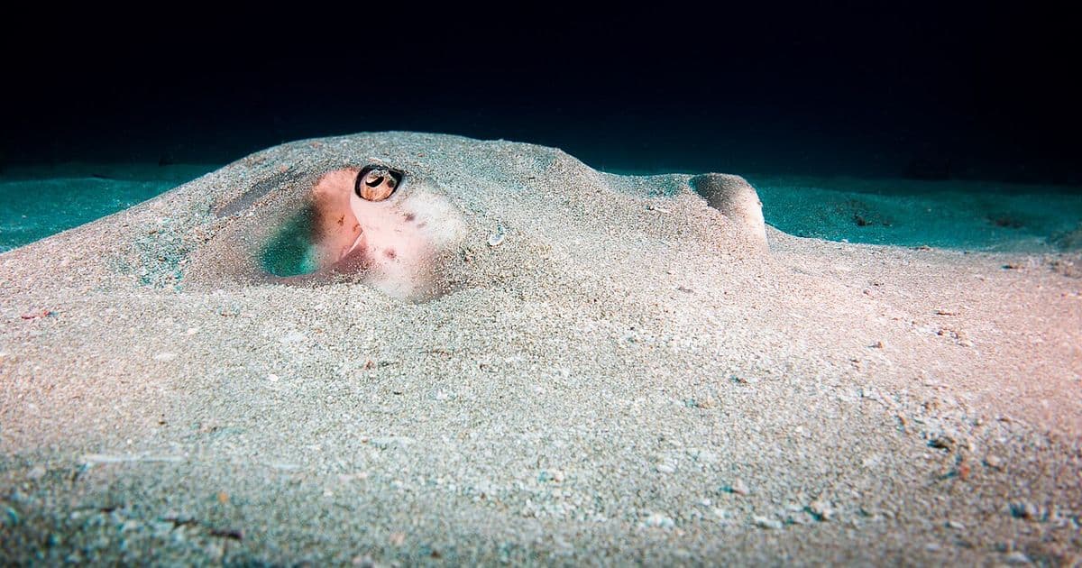 Drake Bay Costa Rica: Gateway to the Osa Peninsula's Wildest Shores