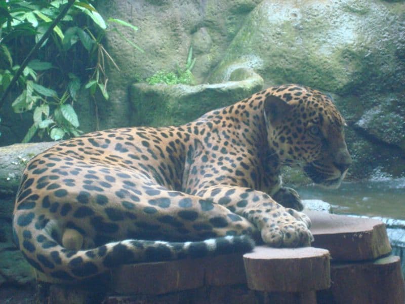 jaguar costa rica - Jaguar Population and Range in Costa Rica