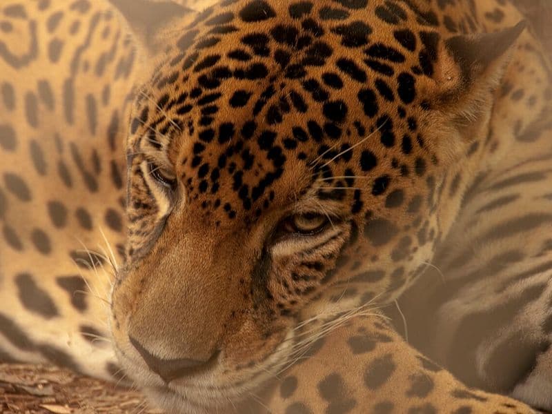 jaguar costa rica - Conservation Efforts: Corridors and Camera Traps