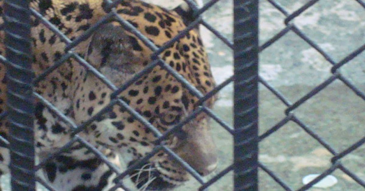 Jaguar Costa Rica: Habitat, Conservation, and Where They Roam