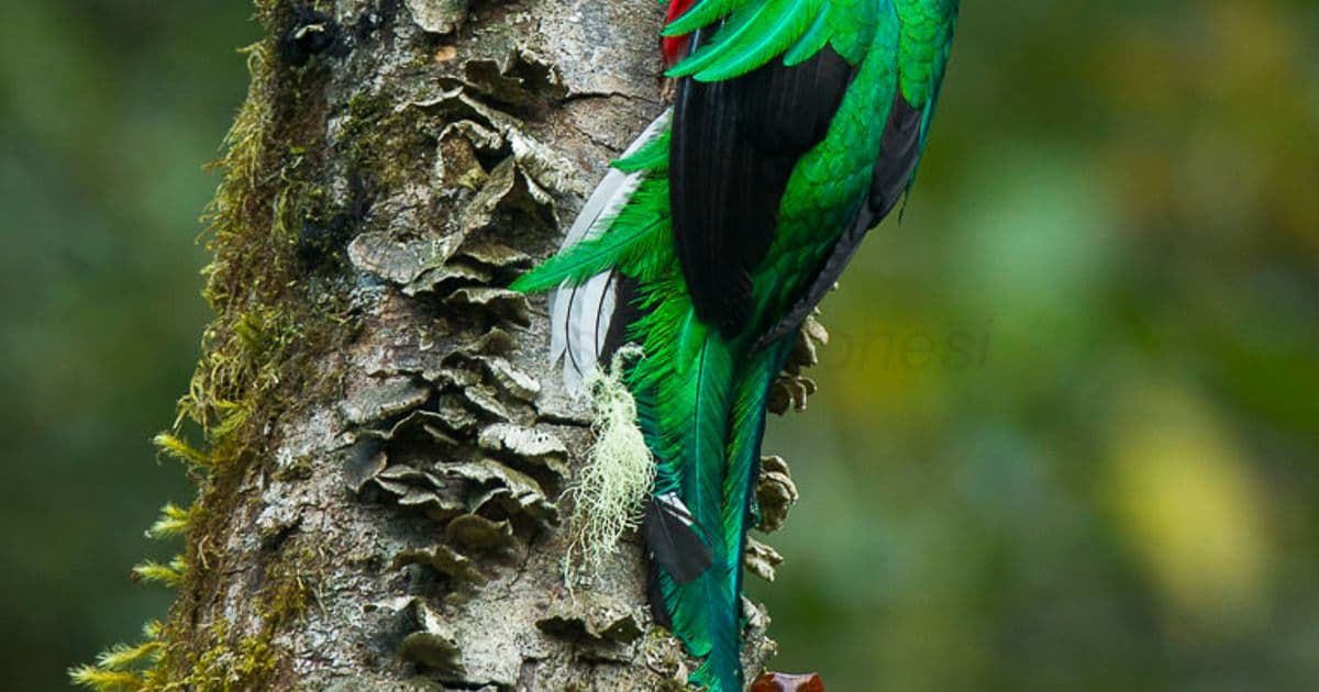 Monteverde Costa Rica: The World's Most Famous Cloud Forest