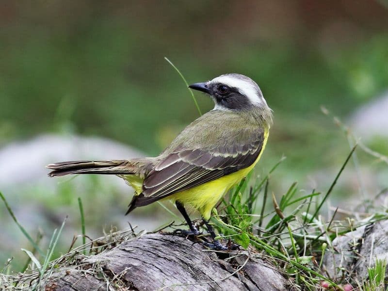 osa peninsula costa rica - Drake Bay and the Northern Osa