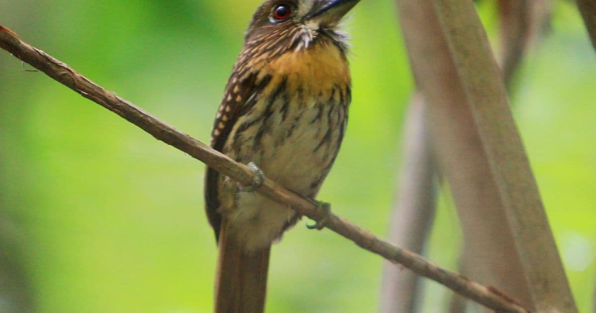 Osa Peninsula, Costa Rica: The Most Biodiverse Place on Earth