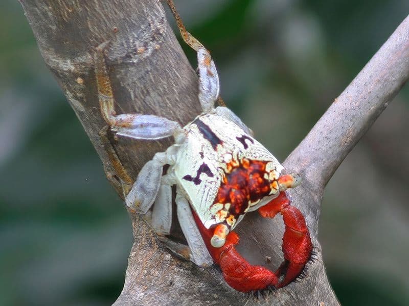 quepos costa rica - Restaurants and Nightlife