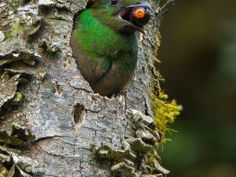 quetzal costa rica - Quetzal Watching: Seasons and Behavior
