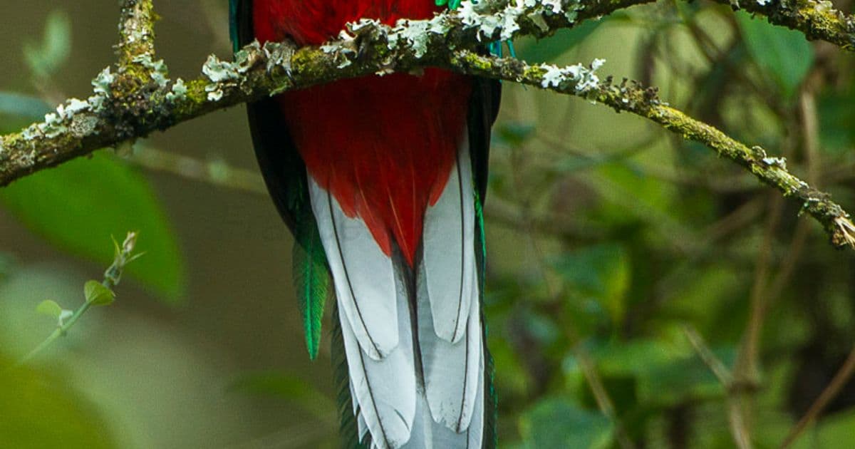 Quetzal Costa Rica: Finding the Resplendent Quetzal in Cloud Forest