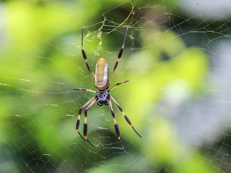 where is costa rica - Costa Rica's Two Coastlines