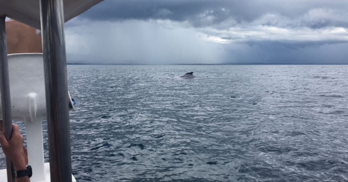 Zancudo Lodge Costa Rica: World-Class Fishing in the South Pacific