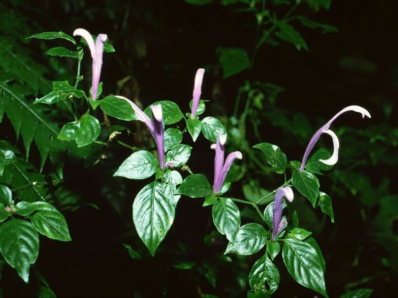 zip lining costa rica - Best Zip Lining Operators and Parks